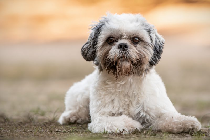 Honden, Katten, Paarden, Dieren, Pups, Hondenfotograaf, Hondenfotografie, Dierenfotograaf, Dierenfotografie, Oosterhout, Breda, Brabant, Noord-Brabant