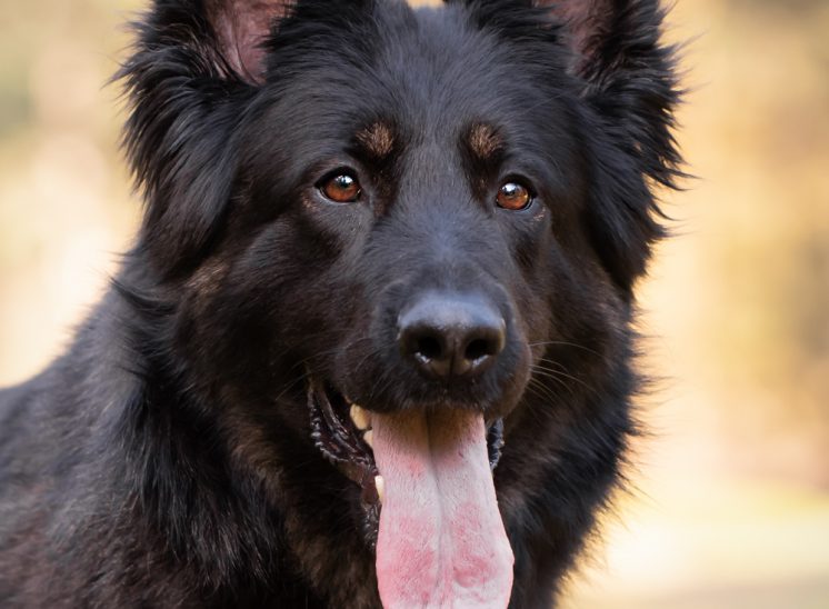 Hondenfotograaf, Hondenfotografie, Hond, Honden, Portret, Duitse Herder, Fotoshoot , Oosterhout, Breda, Brabant