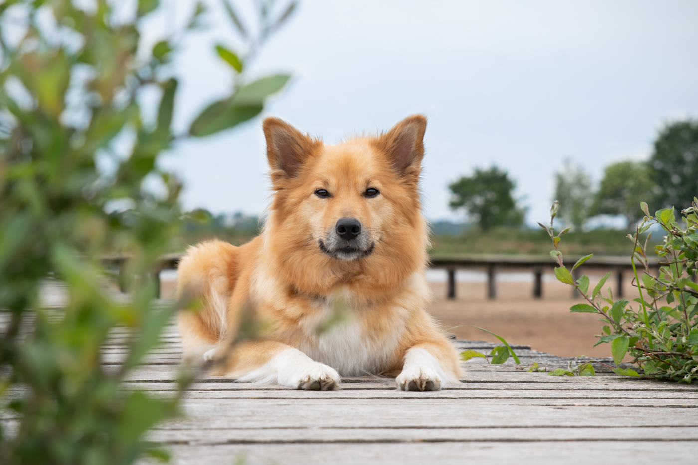 Honden, hond, hondenfotografie, hondenfotograaf, fotoshoot, Oosterhout, Breda, Brabant, Noord-Brabant