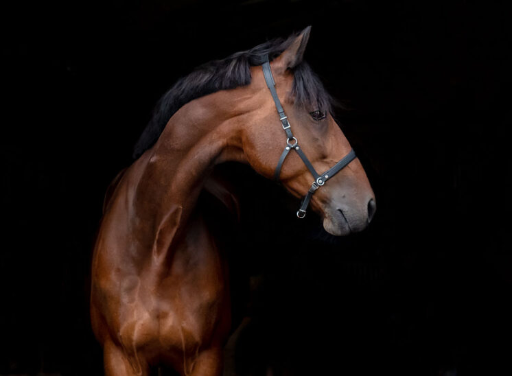 Blackfoto paard Varouzo