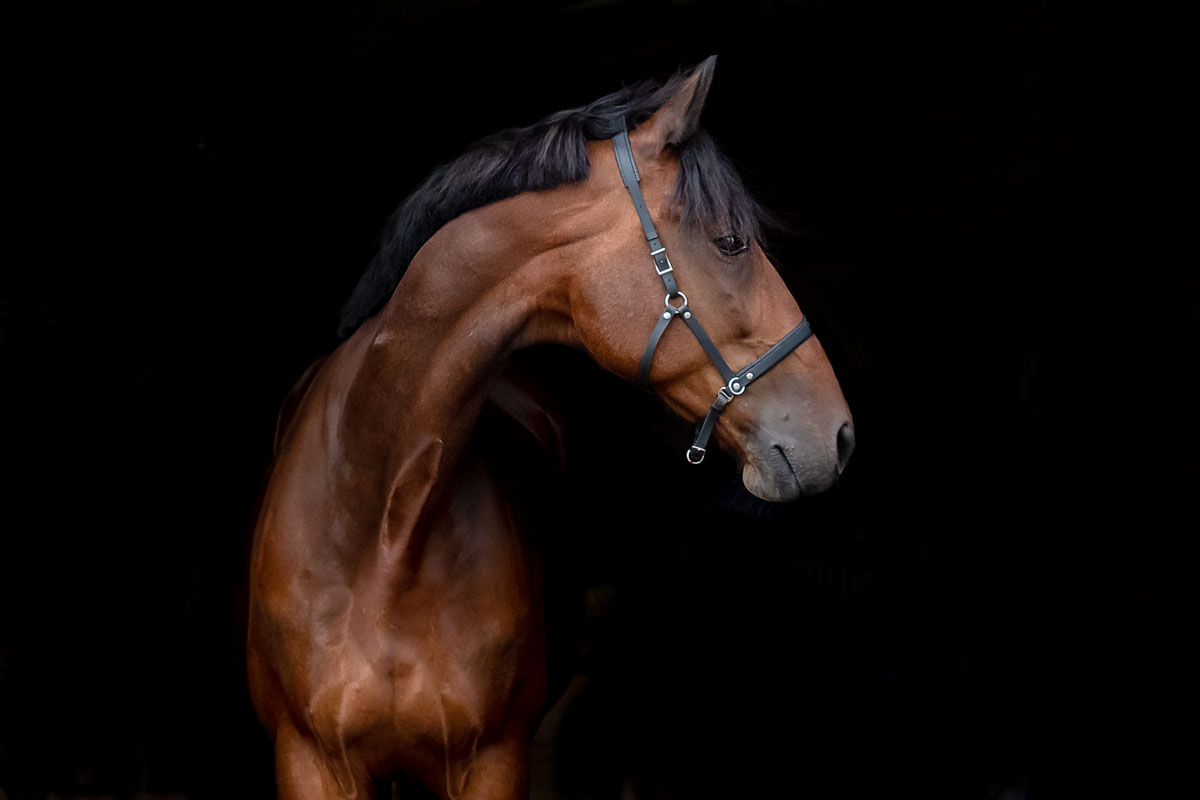 Blackfoto paard Varouzo