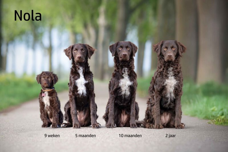 Nola groeifoto zittend